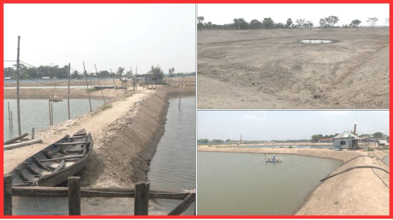 চরম ক্ষতির মুখে খুলনার ভেনামি চিংড়ি চাষিরা