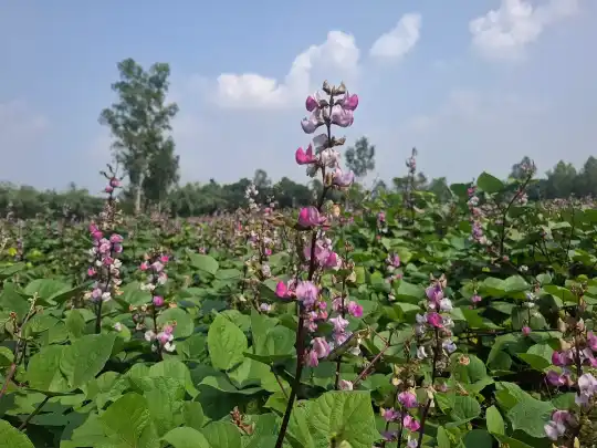 ঠাকুরগাঁওয়ে আগাম শীতের সবজি শিম বিক্রি হচ্ছে চাদ দামে