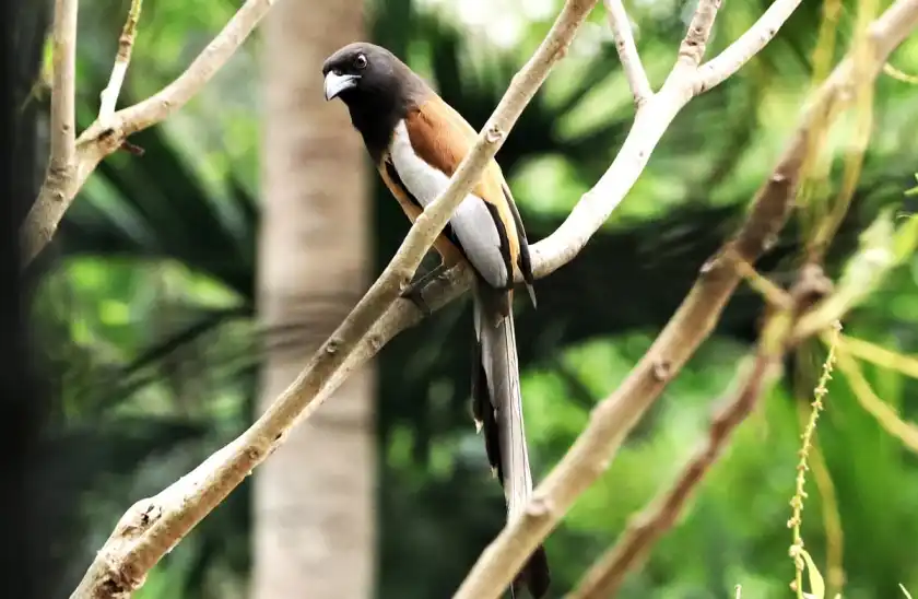 রাঙামাটির পাহাড়ি বনাঞ্চলে হরেক রঙের পাখির অভয়াশ্রম