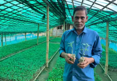কমলগঞ্জে উৎপাদিত টমেটোর গ্রাফটিং চারা যাচ্ছে দেশজুড়ে