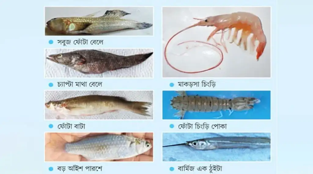 আন্তর্জাতিক জিন ব্যাংকে যুক্ত হলো সুন্দরবনের ডিএনএ