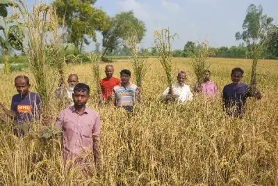 পূর্ববিরোধে বিষপ্রয়োগে কৃষকদের ধানক্ষেত ধ্বংস