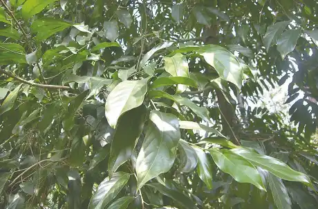 মহাবিপন্ন চালমুগরা: বন্য উদ্ভিদের সংখ্যা নামল একশর নিচে