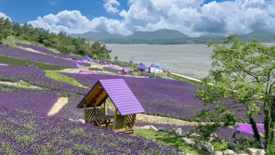 জাতিসংঘের স্বীকৃতি পাওয়া দক্ষিণ কোরিয়ার রূপকথার পার্পল আইল