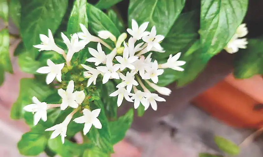 বনানীতে নজর কাড়ল শুভ্র তারা পেন্টাস ফুল