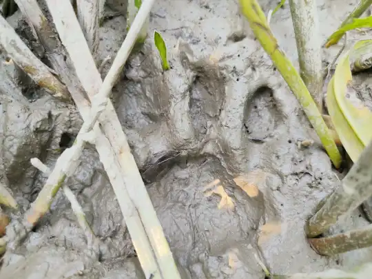 পাঁচ গ্রামে বাঘের পায়ের ছাপ, লোকালয়ে আতঙ্কে সাধারণ মানুষ