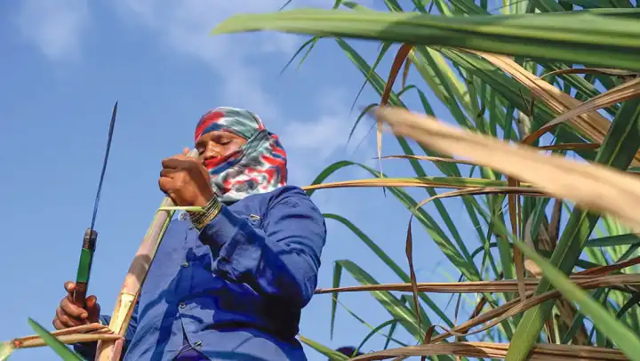 বীডের আখখেতে নারী শ্রমিকদের জরায়ু অপসারণের সংকট