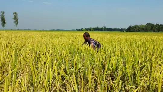 চাটমোহরে আমন আবাদে লক্ষ্যমাত্রা ছাড়, বাম্পার ফলনের আশা