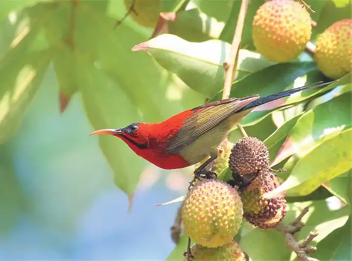 কুড়িগ্রামে মিলল বিরল সিঁদুরে মৌটুসির দেখা