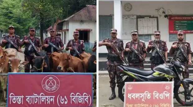 সীমান্ত পেরিয়ে আসার ১২ গরু ও বাইক জব্দ করল বিজিবি
