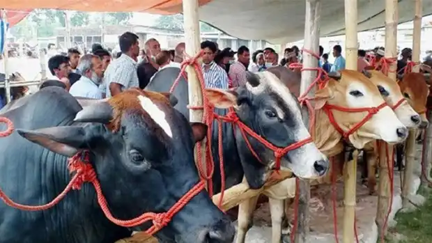 গুজরাটে গরু জবাই মামলায় তিন মুসলিম ব্যক্তির যাবজ্জীবন কারাদণ