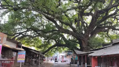 শতবর্ষী তেঁতুল গাছের ছায়ায় গড়ে ওঠা রাজশাহীর তেঁতুলতলা বাজার