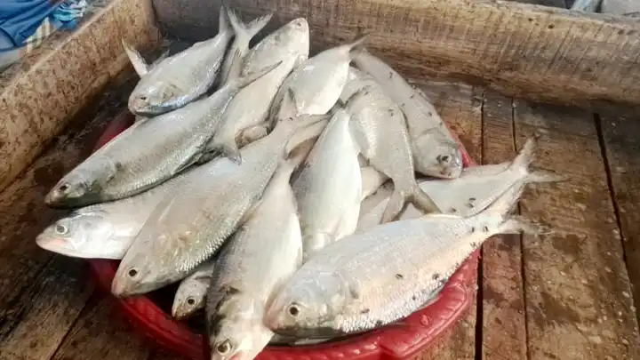 মা ইলিশের আকাল নিয়ে অসন্তোষ, মিলছে পাঙাশ: চাঁদপুর ঘাট