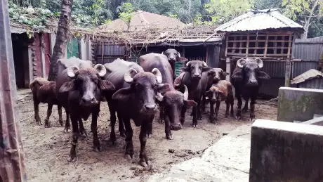 বাঁশ কাটার জেরে কুষ্টিয়ায় যুবকের হাত কাটার অভিযোগ
