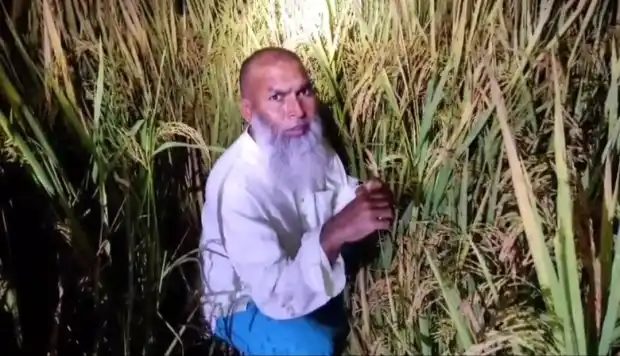 গাইবান্ধায় ধানখেত থেকে আ.লীগ নেতা মজনু সরকার আটক