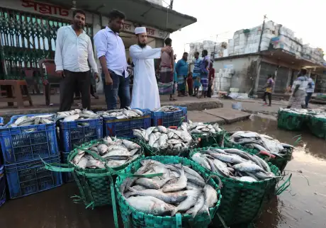 নিষেধাজ্ঞা শেষ হতেই চট্টগ্রাম ফিশারিঘাটে ইলিশের ঢল