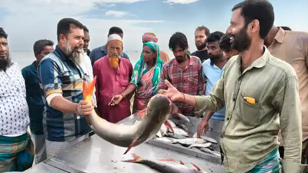 পদ্মায় নিষেধাজ্ঞা কাটতেই জেলেদের জালে বড় পাঙাশ